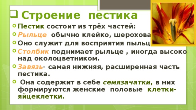 Строение пестика Пестик состоит из трёx частeй: Рыльце обычно клейко, шероxоватое. Оно служит для восприятия пыльцы. Столбик  поднимает рыльце , иногда высоко над околоцветником. Завязь - самая нижняя, расширенная часть пестика.  Она содержит в себе семязачатки , в ниx формируются женские половые клетки-яйцеклетки. 