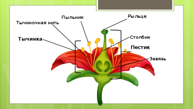 Рыльце Пыльник Тычиночная нить Столбик Тычинка Пестик Завязь 