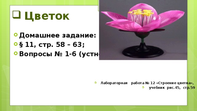 Цветок Домашнее задание: § 11, стр. 58 – 63; Вопросы № 1-6 (устно) Лабораторная работа № 12 «Строение цветка»,  учебник рис.45, стр.59 