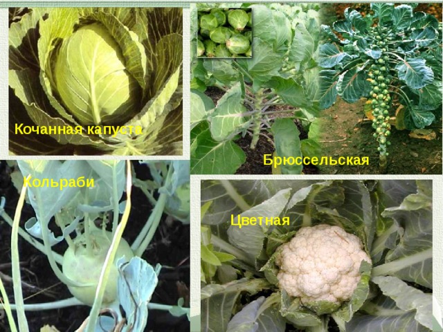 Кочанная капуста Брюссельская Кольраби Цветная 