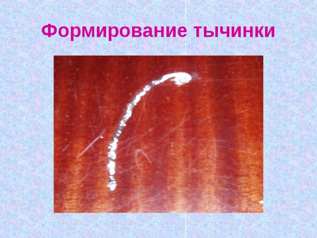 Формирование тычинки 
