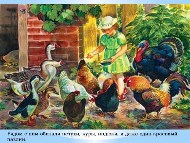 Рядом с ним обитали петухи, куры, индюки, и даже один красивый павлин. 