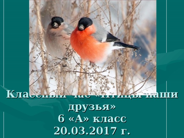 Классный час «Птицы наши друзья»  6 «А» класс  20.03.2017 г. 