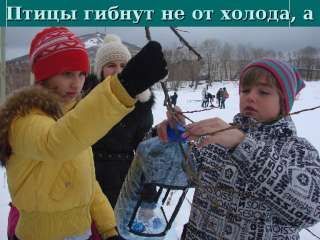 Птицы гибнут не от холода, а от голода 