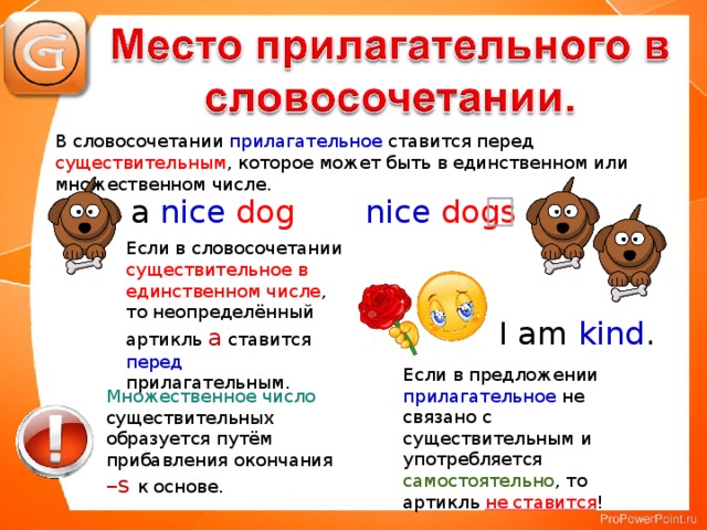 В словосочетании прилагательное ставится перед существительным , которое может быть в единственном или множественном числе. a nice  dog nice  dogs Если в словосочетании существительное в единственном числе , то неопределённый артикль а ставится перед прилагательным. I am kind .  Если в предложении прилагательное не связано с существительным и употребляется самостоятельно , то артикль не ставится ! Множественное число существительных образуется путём прибавления окончания – s к основе.