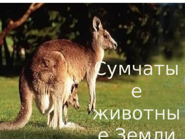 Сумчатые животные Земли 