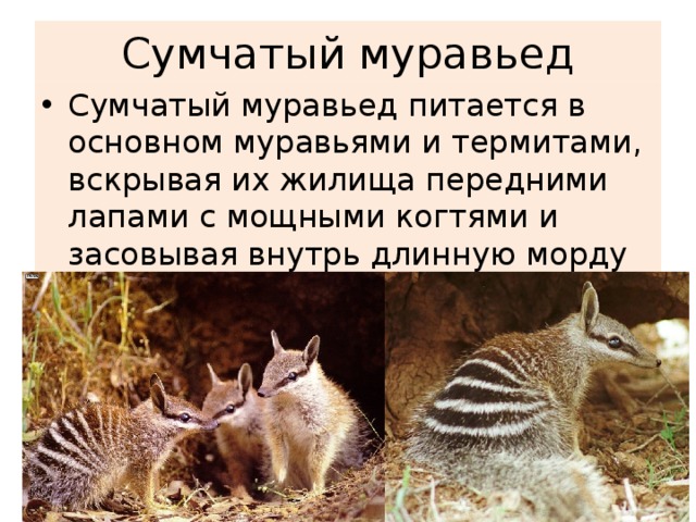 Сумчатый муравьед Сумчатый муравьед питается в основном муравьями и термитами, вскрывая их жилища передними лапами с мощными когтями и засовывая внутрь длинную морду с липким языком. 