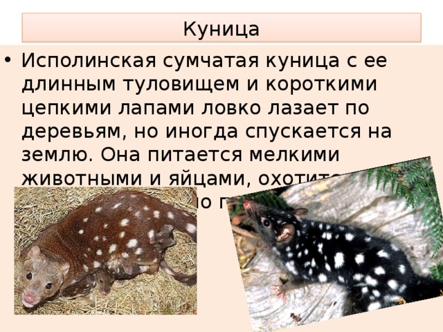 Куница Исполинская сумчатая куница с ее длинным туловищем и короткими цепкими лапами ловко лазает по деревьям, но иногда спускается на землю. Она питается мелкими животными и яйцами, охотится преимущественно по ночам. 