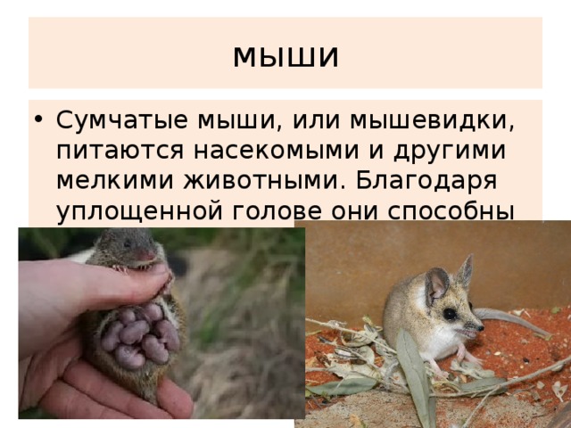 мыши Сумчатые мыши, или мышевидки, питаются насекомыми и другими мелкими животными. Благодаря уплощенной голове они способны залезать в узкие щели. 