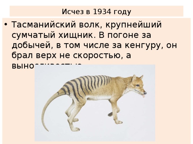 Исчез в 1934 году Тасманийский волк, крупнейший сумчатый хищник. В погоне за добычей, в том числе за кенгуру, он брал верх не скоростью, а выносливостью. 