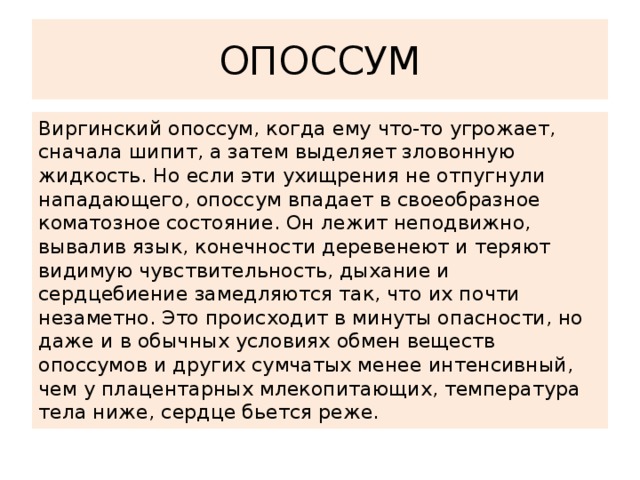 ОПОССУМ Виргинский опоссум, когда ему что-то угрожает, сначала шипит, а затем выделяет зловонную жидкость. Но если эти ухищрения не отпугнули нападающего, опоссум впадает в своеобразное коматозное состояние. Он лежит неподвижно, вывалив язык, конечности деревенеют и теряют видимую чувствительность, дыхание и сердцебиение замедляются так, что их почти незаметно. Это происходит в минуты опасности, но даже и в обычных условиях обмен веществ опоссумов и других сумчатых менее интенсивный, чем у плацентарных млекопитающих, температура тела ниже, сердце бьется реже. 