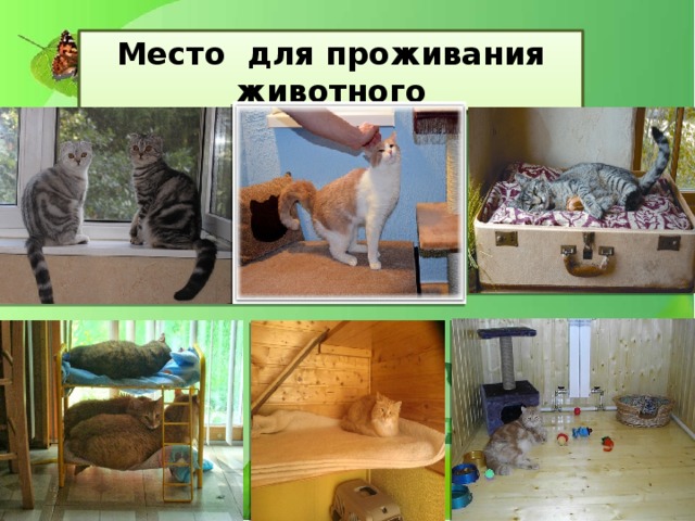 Место для проживания животного 