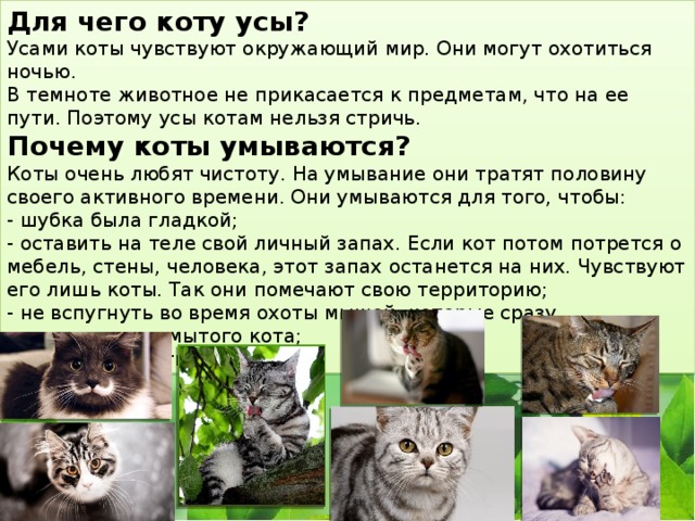 Для чего коту усы?  Усами коты чувствуют окружающий мир. Они могут охотиться ночью.   В темноте животное не прикасается к предметам, что на ее пути. Поэтому усы котам нельзя стричь.  Почему коты умываются?  Коты очень любят чистоту. На умывание они тратят половину своего активного времени. Они умываются для того, чтобы:  - шубка была гладкой;  - оставить на теле свой личный запах. Если кот потом потрется о мебель, стены, человека, этот запах останется на них. Чувствуют его лишь коты. Так они помечают свою территорию;  - не вспугнуть во время охоты мышей, которые сразу почувствуют немытого кота;  -в жару охладить свое тело. 