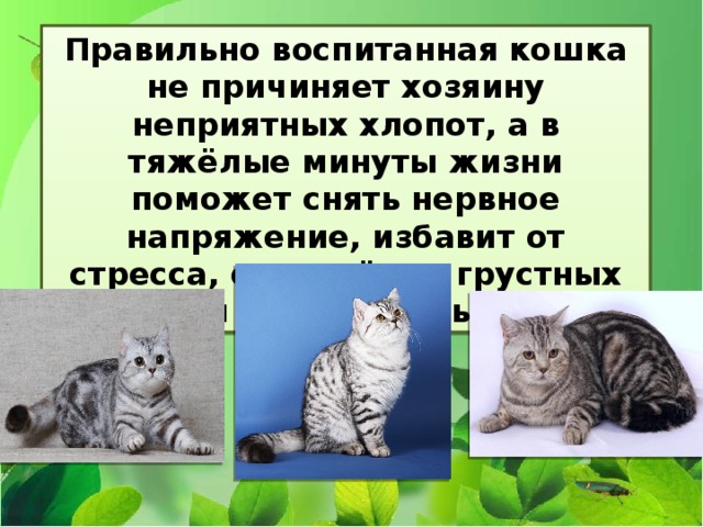 Правильно воспитанная кошка не причиняет хозяину неприятных хлопот, а в тяжёлые минуты жизни поможет снять нервное напряжение, избавит от стресса, отвлечёт от грустных мыслей и повседневных забот. 