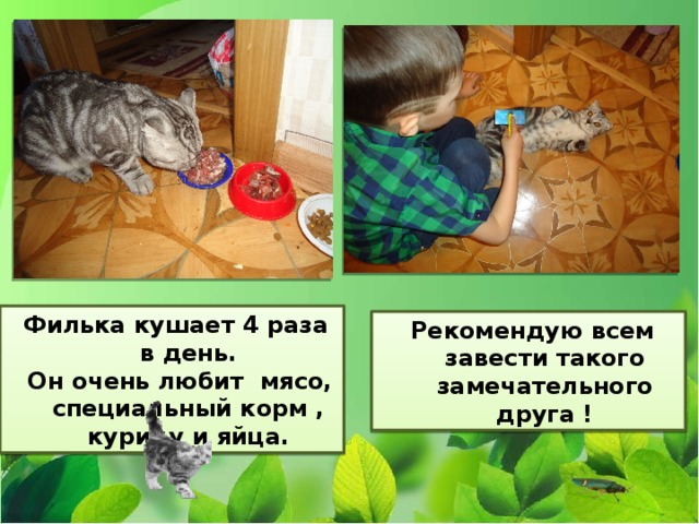 Филька кушает 4 раза в день.  Он очень любит мясо, специальный корм , курицу и яйца. Рекомендую всем завести такого замечательного друга ! 