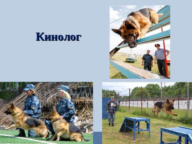 Кинолог  