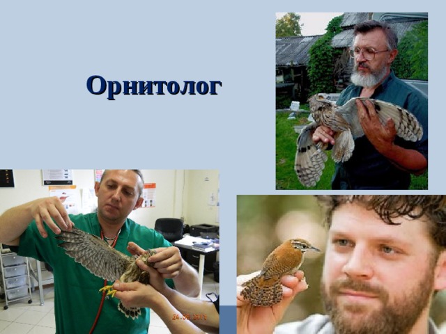 Орнитолог 