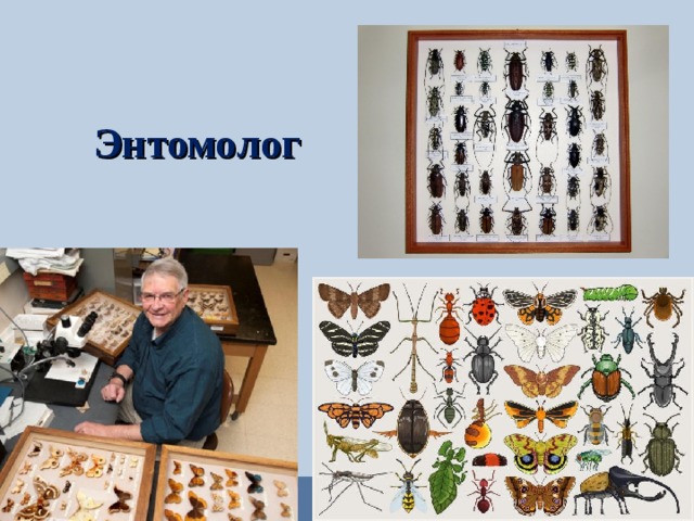 Энтомолог 