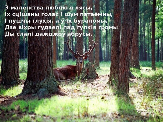 З маленства люблю я лясы,  Іх сцішаны голас і шум патаёмны,  І пушчы глухія, а ў іх бураломы,  Дзе віхры гудзелі пад гулкія громы  Ды слалі дажджоў абрусы. 