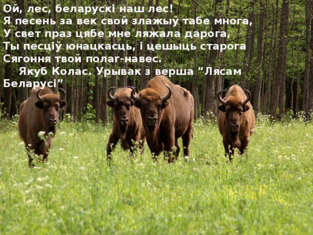 Ой, лес, беларускі наш лес!  Я песень за век свой злажыў табе многа,  У свет праз цябе мне ляжала дарога,  Ты песціў юнацкасць, і цешыць старога  Сягоння твой полаг-навес.  Якуб Колас. Урывак з верша “Лясам Беларусі” 