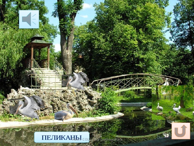 Широченный клюв у птицы,  Птица очень им гордится.  Клювом рыбку подцепляет,  За один присест глотает. ПЕЛИКАНЫ МБОУ СОШ г.Багратионовска 