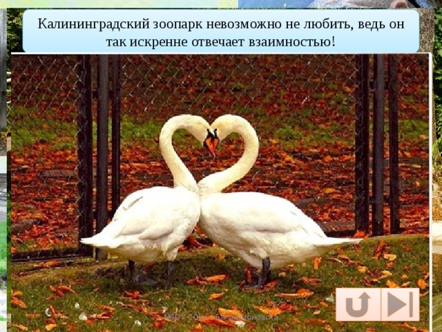 Калининградский зоопарк невозможно не любить, ведь он так искренне отвечает взаимностью! МБОУ СОШ г.Багратионовска 