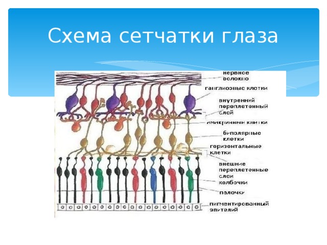 Схема сетчатки глаза 