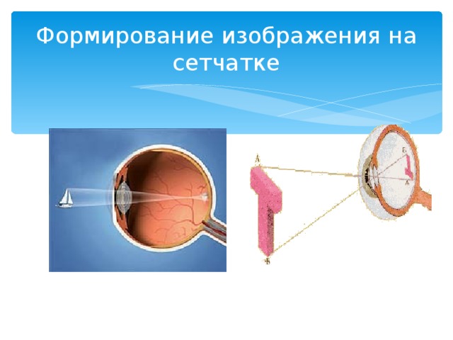 Формирование изображения на сетчатке 