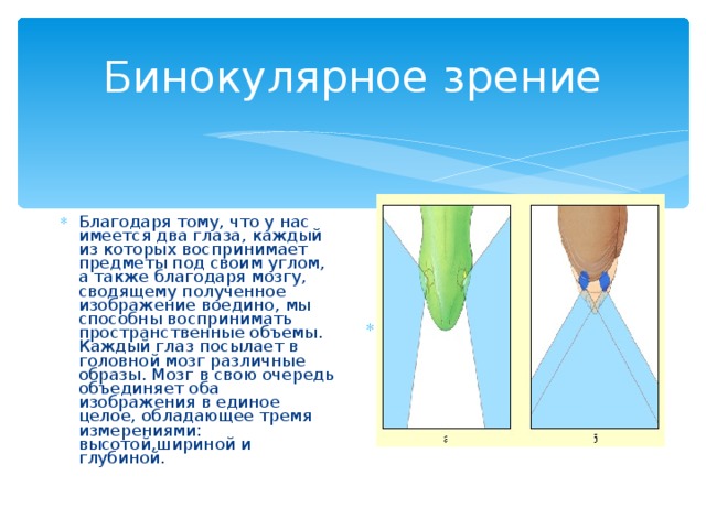 Бинокулярное зрение Благодаря тому, что у нас имеется два глаза, каждый из которых воспринимает предметы под своим углом, а также благодаря мозгу, сводящему полученное изображение воедино, мы способны воспринимать пространственные объемы. Каждый глаз посылает в головной мозг различные образы. Мозг в свою очередь объединяет оба изображения в единое целое, обладающее тремя измерениями: высотой,шириной и глубиной. ргщш 