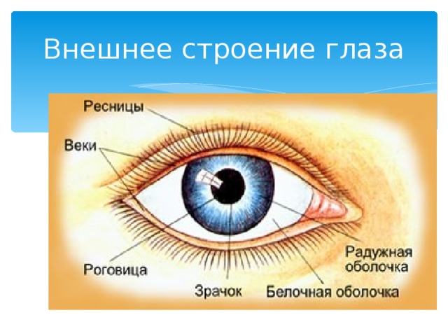 Внешнее строение глаза 