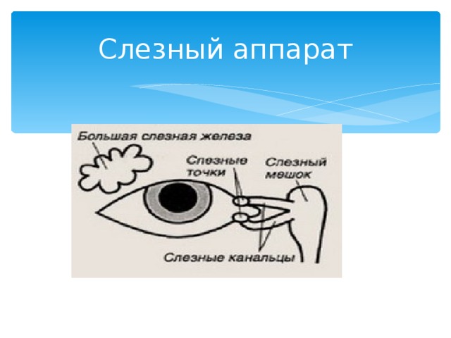 Слезный аппарат 
