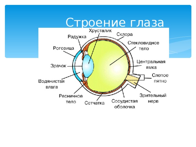 Строение глаза 