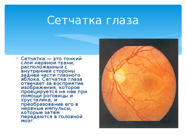 Сетчатка глаза Сетчатка — это тонкий слой нервной ткани, расположенный с внутренней стороны задней части глазного яблока. Сетчатка глаза отвечает за восприятие изображения, которое проецируется на нее при помощи роговицы и хрусталика, и преобразование его в нервные импульсы, которые затем передаются в головной мозг. 