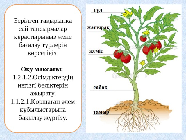 Берілген тақырыпқа сай тапсырмалар құрастырыңыз және бағалау түрлерін көрсетіңіз Оқу мақсаты: 1.2.1.2.Өсімдіктердің негізгі бөліктерін ажырату. 1.1.2.1.Қоршаған әлем құбылыстарына бақылау жүргізу. 
