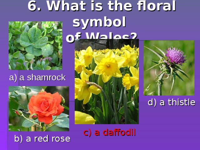 6. What is the floral symbol  of Wales ? a) a shamrock d) a thistle c) a daffodil b) a red rose 