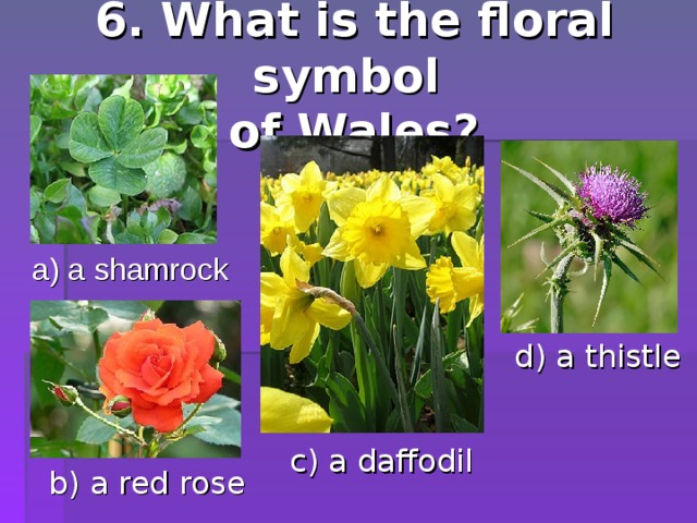 6. What is the floral symbol  of Wales ? a) a shamrock d) a thistle c) a daffodil b) a red rose 