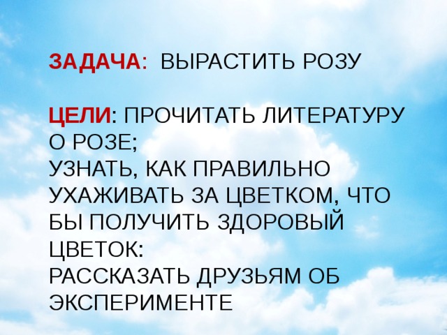 Я решила провести эксперимент и вырастить розу возле школы. 