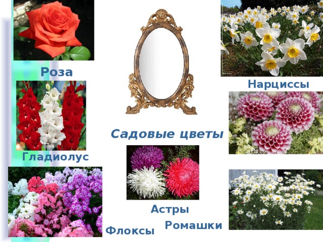 Роза Нарциссы Садовые цветы Гладиолус Георгины Астры  Ромашки Флоксы