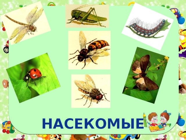 НАСЕКОМЫЕ