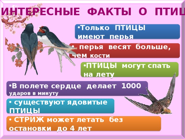 Интересные факты о птицах Только ПТИЦЫ имеют перья  перья весят больше, чем кости ПТИЦЫ могут спать на лету В полете сердце делает 1000 ударов в минуту  существуют ядовитые ПТИЦЫ  СТРИЖ может летать без остановки до 4 лет 