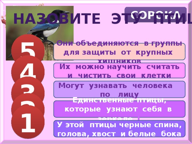 СОРОКА НАЗОВИТЕ ЭТУ ПТИЦУ 5 Они объединяются в группы для защиты от крупных хищников 4 БАЛЛОВ Их можно научить считать и чистить свои клетки 3 Могут узнавать человека по лицу БАЛЛА 2 Единственные птицы, которые узнают себя в зеркале  1 БАЛЛА 1 БАЛЛА У этой птицы черные спина, голова, хвост и белые бока 