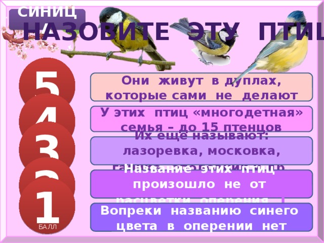 СИНИЦА НАЗОВИТЕ ЭТУ ПТИЦУ 5 Они живут в дуплах, которые сами не делают 4 БАЛЛОВ У этих птиц «многодетная» семья – до 15 птенцов 3 БАЛЛА Их еще называют: лазоревка, московка, гаичка, ополовник и др . 2 БАЛЛА Название этих птиц произошло не от расцветки оперения 1 1 БАЛЛА Вопреки названию синего цвета в оперении нет БАЛЛ 