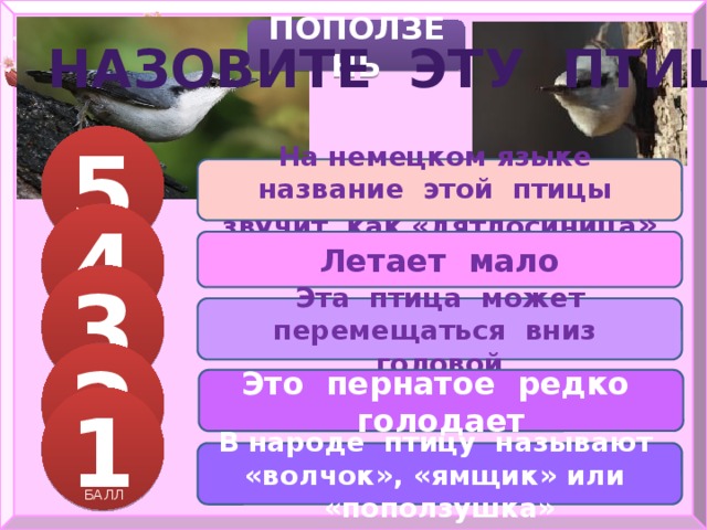 ПОПОЛЗЕНЬ НАЗОВИТЕ ЭТУ ПТИЦУ 5 На немецком языке название этой птицы звучит как «дятлосиница » 4 БАЛЛОВ Летает мало 3 Эта птица может перемещаться вниз головой БАЛЛА 2 БАЛЛА Это пернатое редко голодает 1 БАЛЛА В народе птицу называют «волчок», «ямщик» или «поползушка» БАЛЛ 