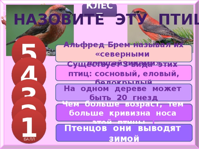 КЛЕСТ НАЗОВИТЕ ЭТУ ПТИЦУ 5 Альфред Брем называл их «северными попугайчиками» 4 БАЛЛОВ Существует 3 вида этих птиц: сосновый, еловый, белокрылый 3 На одном дереве может быть 20 гнезд БАЛЛА 2 Чем больше возраст, тем больше кривизна носа этой птицы 1 БАЛЛА 1 БАЛЛА Птенцов они выводят зимой БАЛЛ 