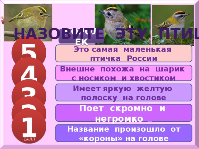 НАЗОВИТЕ ЭТУ ПТИЦУ КОРОЛЕК 5 Это самая маленькая птичка России 4 БАЛЛОВ Внешне похожа на шарик с носиком и хвостиком 3 Имеет яркую желтую полоску на голове БАЛЛА 2 Поет скромно и негромко 1 БАЛЛА 1 БАЛЛА Название произошло от «короны» на голове БАЛЛ 