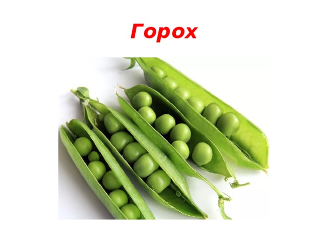 Горох 