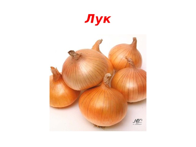Лук 