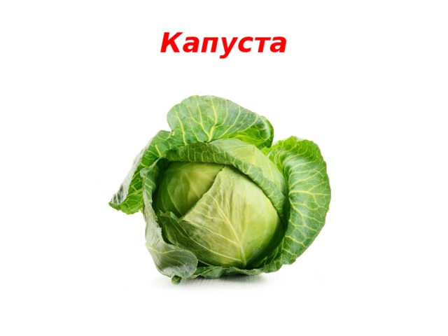 Капуста 
