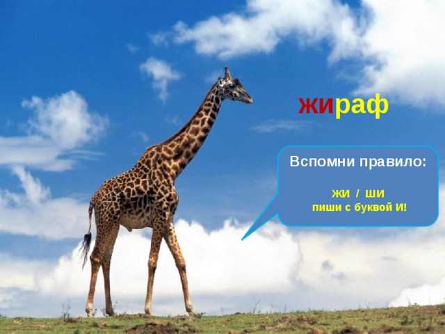 Он ходит, голову задрав, Не потому, что важный граф. Не потому, что гордый нрав, А потому, что он … жи раф Вспомни правило: ЖИ / ШИ пиши с буквой И! 
