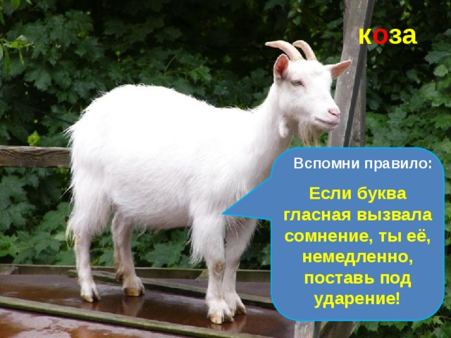 к о за С бородой, а не старик, С рогами, а не бык, Доят, а не корова, С пухом, а не птица, Лыко дерёт, а лаптей не плетёт.  Вспомни правило: Если буква гласная вызвала сомнение, ты её, немедленно, поставь под ударение! 